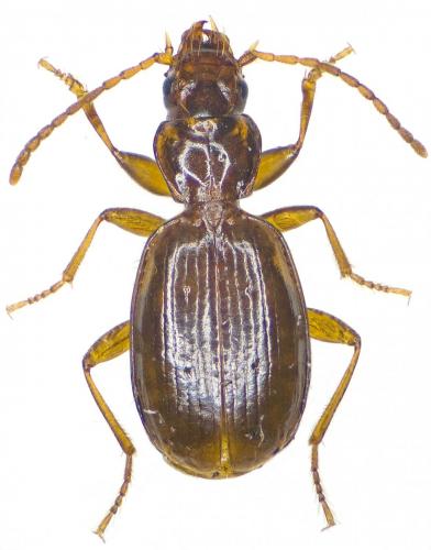 Trechus distinctus